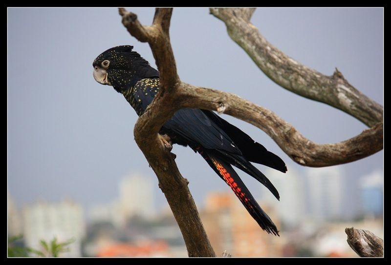 a Black Cockatoo at Taronga Zoo Sydney