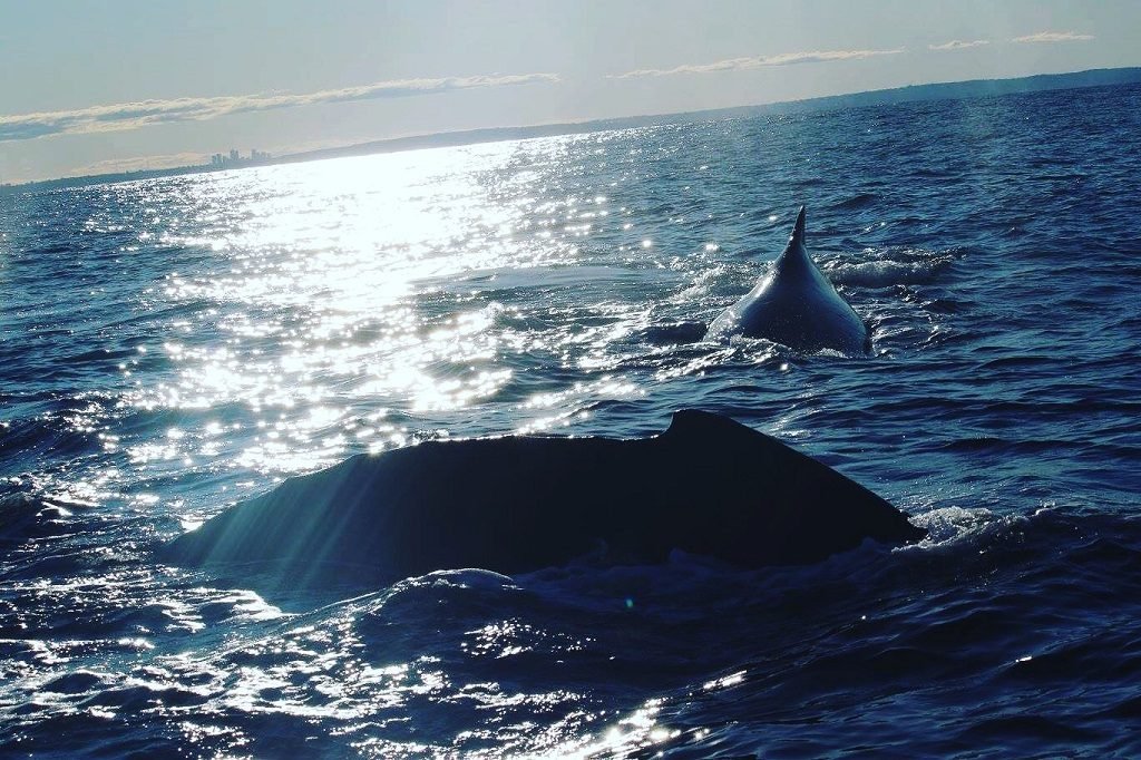 Humpback Whales Sydney