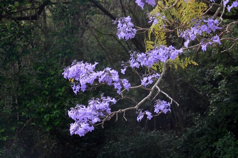 Jacarandas at Dangar Island