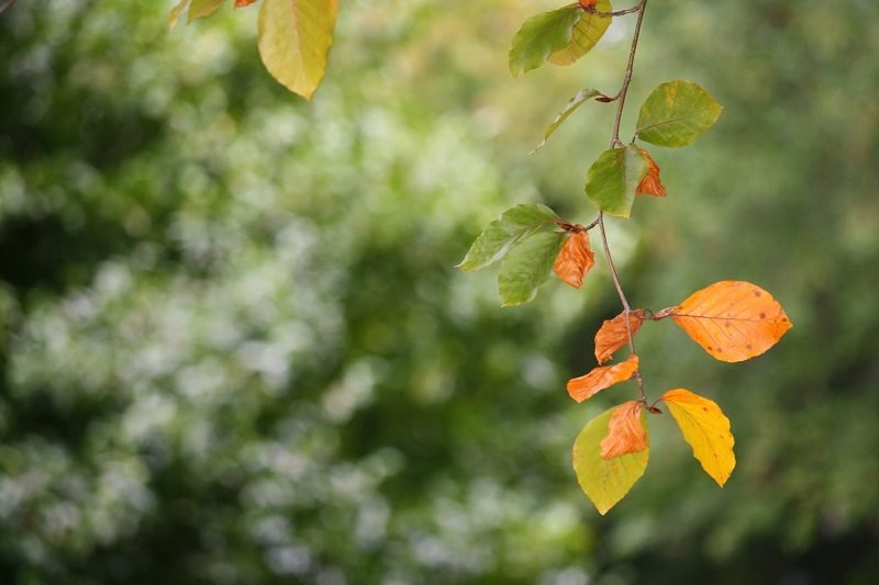 Mount Wilson Place To Witness Autumn in The Blue Mountains