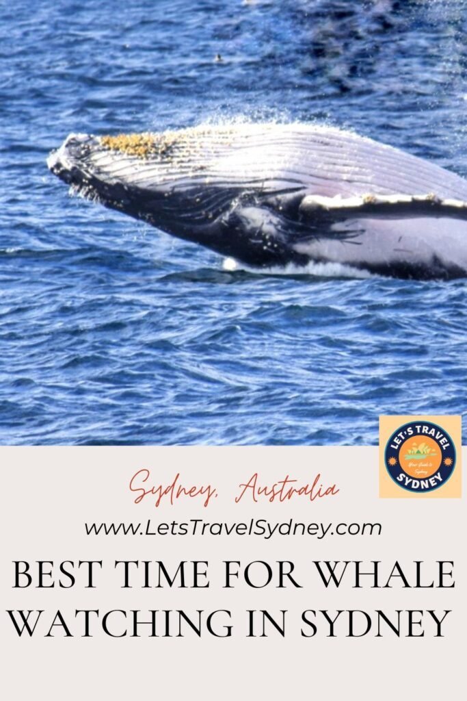 PIN for later reference -  Best Time for Whale Watching Sydney