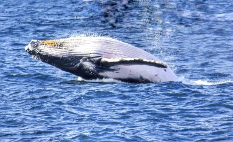 Best Time for Whale Watching in Sydney for 2024