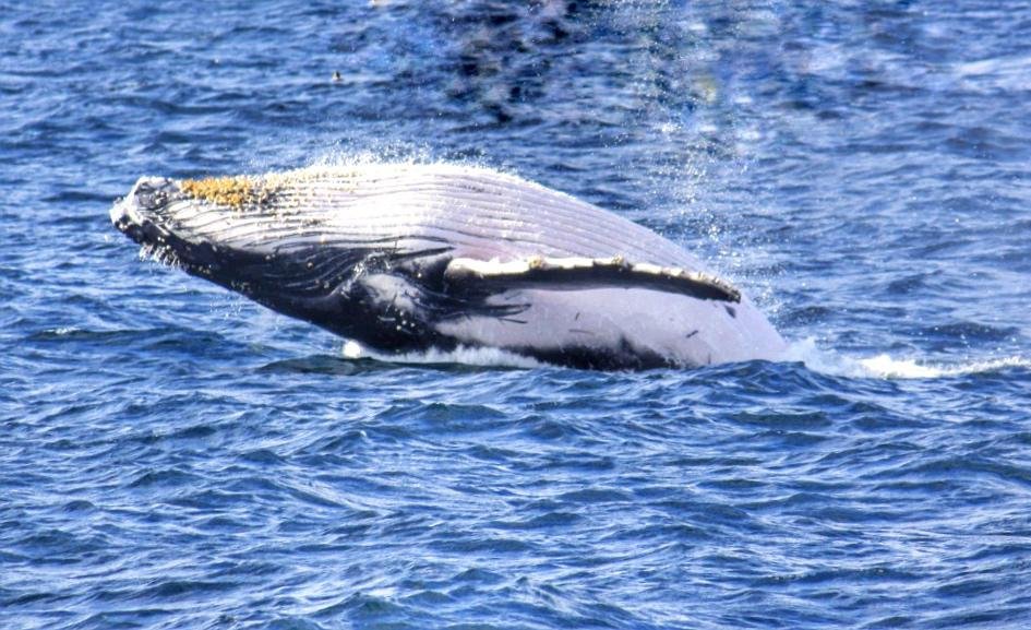 Whale Breaching