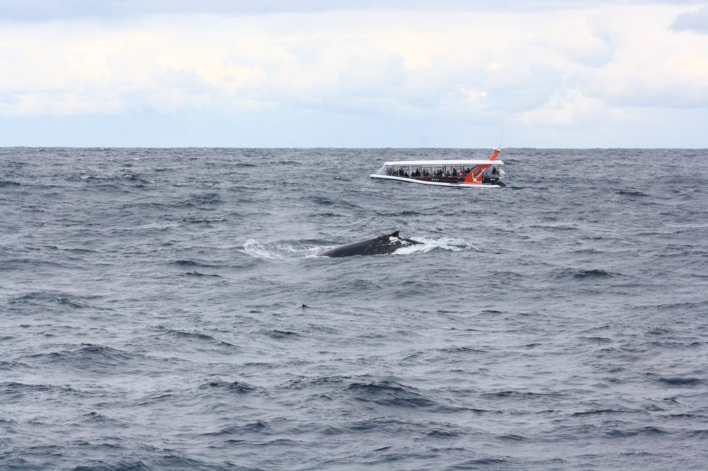 Whale Watching Cruise