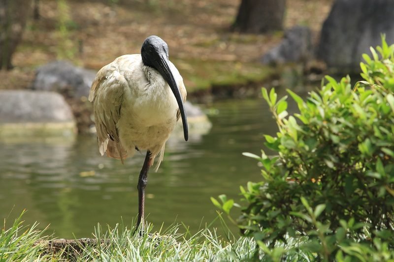 Wildlife at Chinese Garden of Friendship