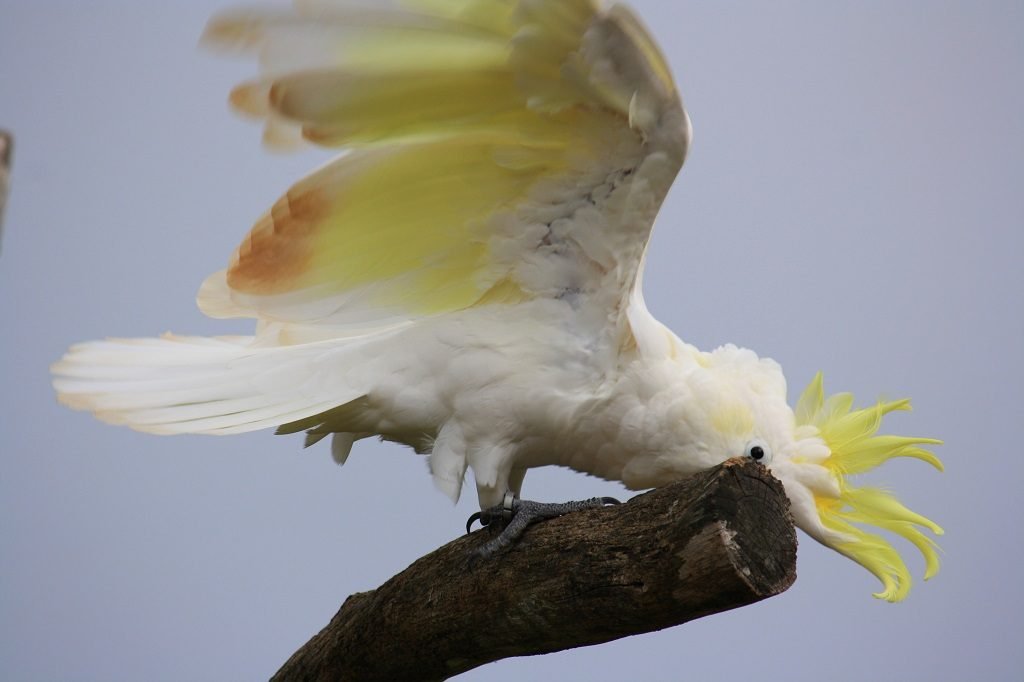 Cockatoo at Taronga Zoo Sydney