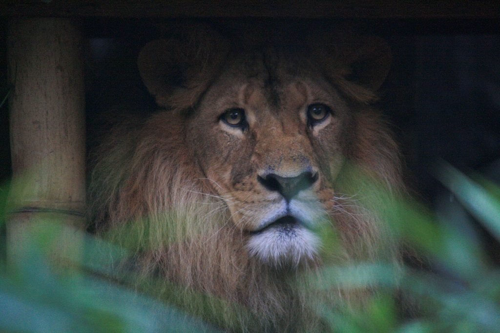 Lion at Taronga Zoo Sydney