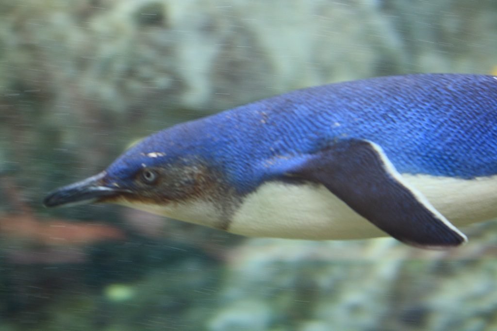 Penguin at Taronga Zoo Sydney