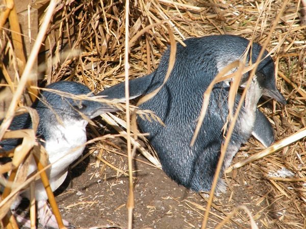 Penguins at Phillip Island