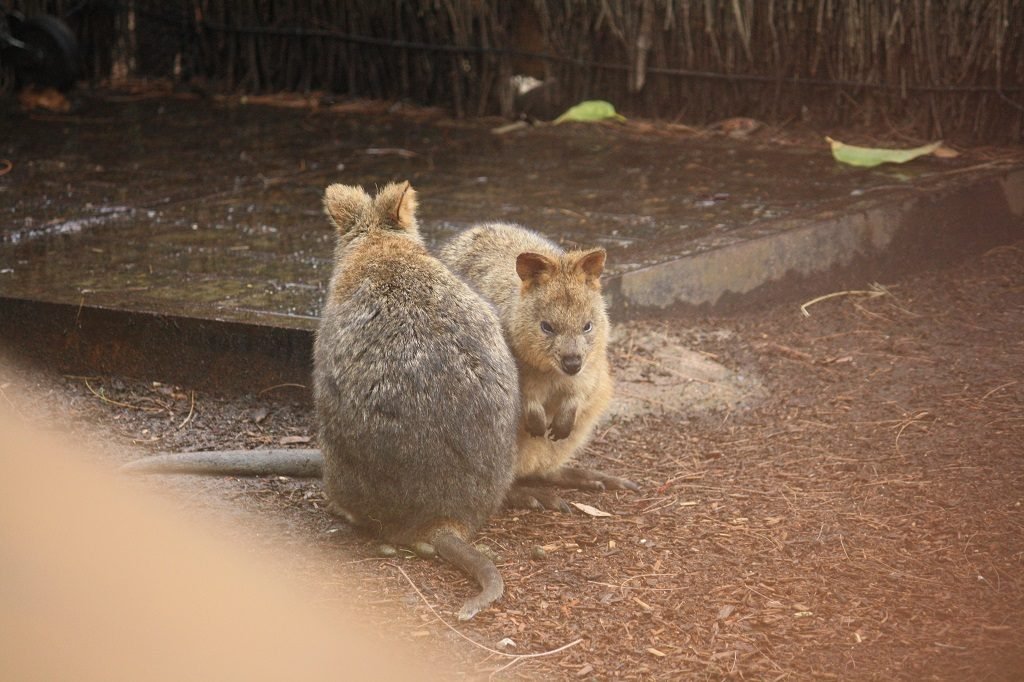 Wallabies at Taronga Zoo Sydney